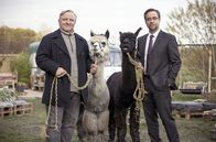 Tatort – Kommissar Frank Thiel (Axel Prahl, links) und Prof. Karl-Friedrich Boerne (Jan Josef Liefers, rechts) mit zwei Alpakas.