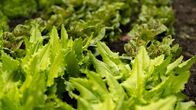 freizeit – Salat kann die "Königs-Disziplin in der feinen Küche" darstellen oder aber auch ein Ärgernis mit ledrigen Blättern in einer wässerigen Essig-Brühe: Der Salat. Gesund ist er, das steht fest. Weit weg vom Folientunnel-Grünzeug ist der Schmidt Max unterwegs zum Bio-Gärtner Johannes Schwarz. Der zeigt ihm Sorten, die er noch nicht einmal je gehört hat: Forellenschluß, Maikönig, Goldforelle.