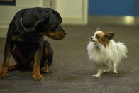 Show Dogs – So, 03.04., 13:05 Uhr
