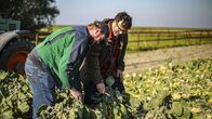 Iss besser! - Tariks wilde Küche – Kohlbauer Jan Schütt und Tarik auf dem Rosenkohl-Acker.