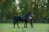 Flicka 3 - Beste Freunde – Der temperamentvolle Mustang Flicka hat gute Chancen, den bevorstehenden Reitwettbewerb zu gewinnen. Seine Reiterin Kelly (Kacey Rohl) trainiert hart, um somit den Reiterhof retten zu können ...