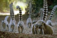 Tropische Inseln unserer Erde – 2017 lebten nur etwa 2.000 Katta-Lemuren in freier Wildbahn. Somit ist das Risiko ihres Aussterbens schwerwiegender, als bisher angenommen.