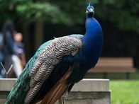 Bronx Zoo - Tierpark der Superlative – Bronx Zoo Peacock