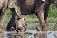 Tierisch alt! – Wenn eine Elefantenkuh zum ersten Mal Mutter wird, ist die Hilfe ihrer eigenen Mutter und deren Erfahrungen bei Gefahren für das Überleben des Jungen enorm wichtig.
