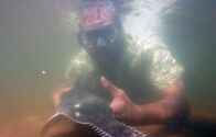 Zeb Hogans Monsterfische – Zeb swims underwater with a baby freshwater sawfish.