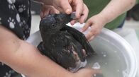 Alaskas Wildtier-Retter – Stinkerton, ein Rabe mit einem unglaublich üblen Geruch, bekommt mit Hilfe der Mitarbeiter des Alaska Raptor Center ein Bad. (National Geographic/Symbio Studios)