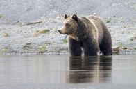Yellowstone - Park der Extreme – Auf dem Weg zu ihren Sommerweiden müssen Grizzlybären den angeschwollenen Fluss überqueren.