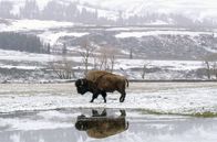 Yellowstone - Park der Extreme – Das Leben geht weiter, wenn der Schnee schmilzt.