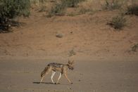 Wildes Afrika – Kalahari-Wüste, Südafrika - Kojote.