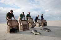GEO Reportage: Notruf Nordseeküste - Die Robben-Retter – Die geretteten Robbenjungen sollen lernen, selbstständig Fisch zu fressen, um schnell wieder in die Freiheit zu können.