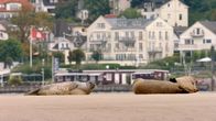 Terra Mater – Ein nicht alltägliches Bild: rastende Seehunde vor dem Hamburger Elb-Stadtteil Blankenese.