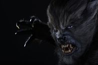 Wolves – WOLVES - Artwork