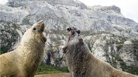 Der blaue Planet – See-Elefantenbullen verteidigen ihre Strandabschnitte energisch gegen Eindringlinge.