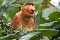 Helden der Evolution – Nasenaffe.