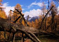Netz Natur – Wilde Schönheit: Natur pur ohne Eingriffe des Menschen soll im Schweizerischen Nationalpark für alle Zukunft erhalten bleiben.