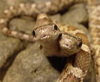 Tierische Freaks – Di, 08.07., 03:00 Uhr