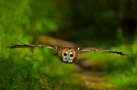 Eulen - Die zauberhaften Räuber – Waldkauz im Flug.