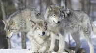 Leben im Rudel – Wolfsrudel bestehen meist aus einem Elternpaar und dessen Nachkommen.