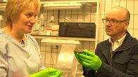 SMS - Schwanke meets Science – Austern sind wichtige Komponenten des Ökosystems Küste, erklärt Karen Wiltshire (stellvertretende Direktorin des Alfred-Wegener-Instituts für Polar- und Meeresforschung in Bremerhaven) Karsten Schwanke.
