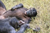 Tierisch abgefahren – Eine wahre Affenliebe: Zwei Zwergschimpansen.