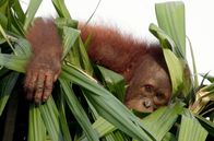 Borneo - Paradies auf Abruf – Ein Orang-Utang-Baby in den Palmölplantagen auf Borneo