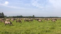 Wunderschön! (WDR) – Im Naturschutzgebiet Meerfelder Bruch bei Dülmen lebt eine der letzten Wildpferdeherden Europas. Die Rasse existiert schon seit über 700 Jahren. Etwa 400 Wildpferde leben im Naturschutzgebiet Merfelder Bruch.