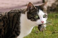 Einstein – Katze