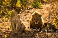Clans der Raubtiere – Amber Eyes sitzt neben einem männlichen Partner. (Wild Earth TV/James Hendry)