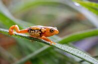 Indien - Wo Frösche Hochzeit halten – Dieser auffällig gefärbte Strauchfrosch ist stark vom Aussterben bedroht: Er kommt nur mehr in einem winzigen Gebiet in den südlichen Westghats Indiens vor.