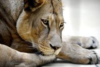 Panda, Gorilla & Co. – SENDER: ARD - SENDETITEL: Panda, Gorilla & Co. - UNTERTITEL: Geschichten aus dem Zoo Berlin und Tierpark Berlin - CAPTION: ARD/rbb PANDA, GORILLA & CO., "Geschichten aus dem Zoo Berlin und Tierpark Berlin" Uhr im ERSTEN..Von Übermut ist bei den Löwen im Zoo keine Spur zu sehen! Sie scheinen sich eher zu langweilen..