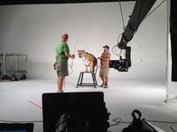 Die Zaubertricks der Tiere – SUN VALLEY, Kalifornien - Ausbilder arbeiten mit einem Tiger am Set. Mit über 600 Pfund sind Tiger die größten aller Katzen (Foto: Madeleine Brooks).