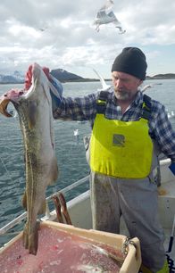 Golfstrom - Der große Fluss im Meer – Dorsch wird getrocknet, Lofoten, Norwegen