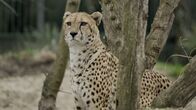 TM Wissen – Er kann zwitschern wie ein Vögelchen - ein Gepard im Tiergarten Schönbrunn.