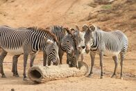 San Diego Zoo – Zebras eating
