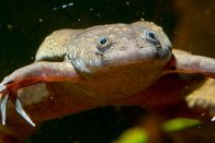 Die fabelhafte Welt der Frösche – Krallenfrosch.