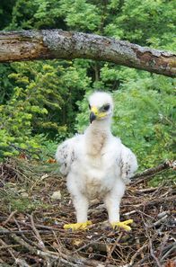 Wilde Tierkinder – Steinadlerküken wachsen in der Regel als Einzelkind auf, um das die Eltern sich aufopferungsvoll kümmern.