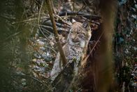 Einstein – Junger Luchs in der Schweiz.