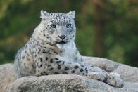 Nashorn, Zebra & Co. – Schneeleopard.