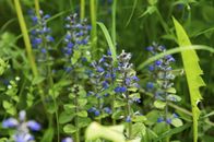 Servus Reportage – Herbs during the filming of ServusTV's "Servus Reportage" in Bad Muehlacken, Upper Austria, Austria, on May 11th 2016