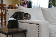 Der Katzenflüsterer – Tara laying on the couch arm.