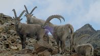 Unsere wilde Schweiz – 1800 Steinböcke leben oberhalb der Seenplatte.