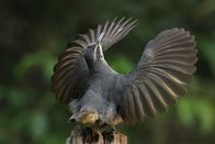Australien – Der junge Victoria Paradiesvogel übt den Balztanz, es dauert fünf Jahre, bis das Männchen ihn gelernt hat. Außerdem trägt der „Halbstarke“ noch nicht das glänzend schwarze Gefieder der alten Männchen.
