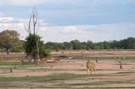 Eden auf Erden - Die letzten Paradiese – Wenn Löwen das Luangwa-Tal durchstreifen, gehen Impalaherden in Alarmbereitschaft.