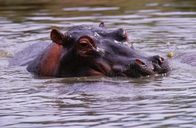 Tierisch abgefahren – Flusspferde ruhen tagsüber im Wasser und gehen nachts auf Futtersuche.