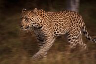 Im Schatten der Großkatzen – A leopard runs through the grass. (Earth Touch)