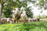 Abenteuer Spanien – Auf dem Bauernhof der Familie Alonso Gómez leben 3.000 Schafe. Aus ihrer Milch wird der typische Käse der Region La Mancha hergestellt.