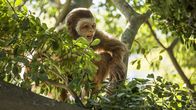 Die ersten Menschen – Vor 13 Millionen Jahren lebte Pierolapithecus in den weiten Urwäldern im Gebiet des heutigen Spaniens. Ist er der letzte gemeinsame Vorfahr von Menschen und Menschenaffen?