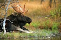 Yellowstone – Elch