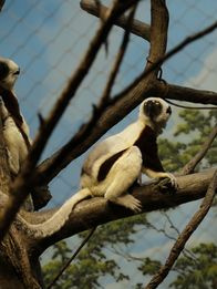 Bronx Zoo - Tierpark der Superlative – Sifaka on exhibit.