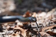 Snake Security - Schlangenalarm in Australien – Sa, 01.06., 08:35 Uhr
